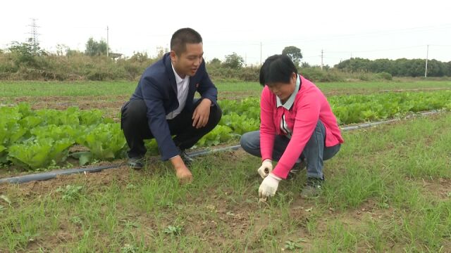 临潼区:小韭菜让乡村振兴“发新芽”