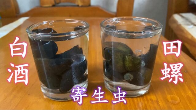 把52度白酒倒入田螺里,寄生虫自动跑出来,一起来看看长什么样