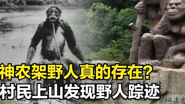 神农架野人真的存在?村民上山发现野人踪迹,引来专家到调查真相