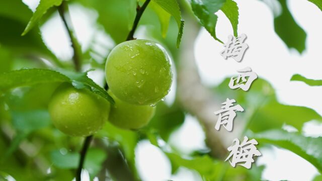 返乡青年培育“百变”青梅,带揭西老乡过上“梅”好生活