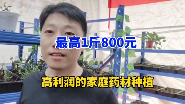 “暴利”的家庭药材种植,1间房1个月就能赚8000元,适合你吗