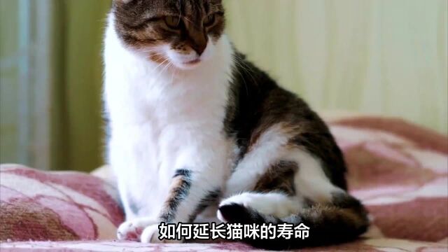 猫咪寿命长短与你有关!学会这些护理方法,让它陪你更久!