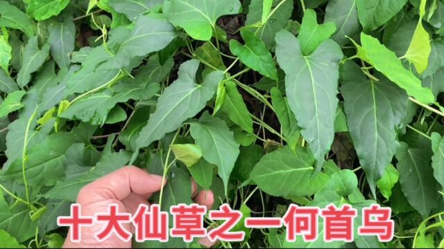 道教称为十大仙草之一的何首乌,在大山沟里遇到一片,大家认识吗