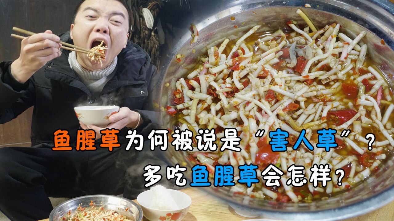 贵州人爱吃的鱼腥草,为何被说是"害人草"?多吃鱼腥草会怎样?