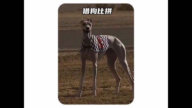 猎狗精神,他们为荣誉而战#神奇动物