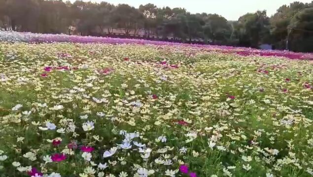 南昌黄马乡凤凰沟,带您去看离天最近的花朵