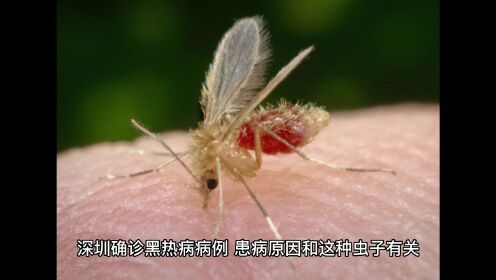 深圳确诊黑热病病例，患病原因和这种虫子有关