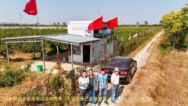 武汉冬雪王桃丰收在望欢迎市民采摘