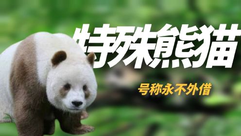 最特殊的大熊猫“族群”，号称永不外借，这里才是熊猫的天堂！