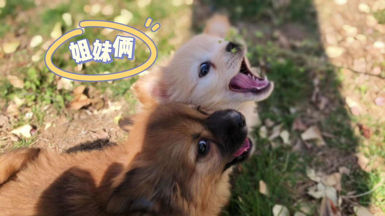 一起出生的小土狗长大后,体重截然不同,铲屎官:太挑食啦