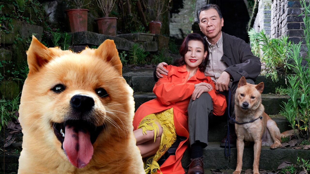 忠犬八公:八筒和陈敬修好暖!无论走多远,只要是等你,多久都可以_高清1080P在线观看平台_腾讯视频