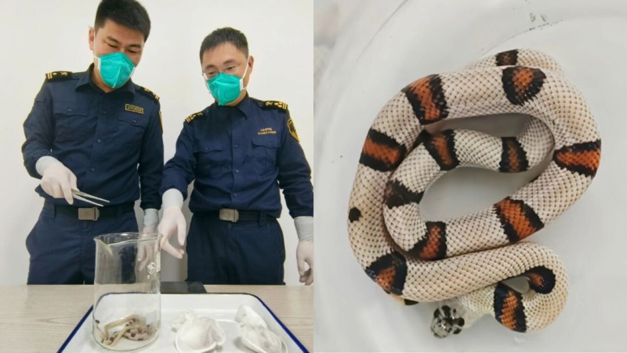 玩具公仔中发现4条活体蛇:属外来物种,禁止入境