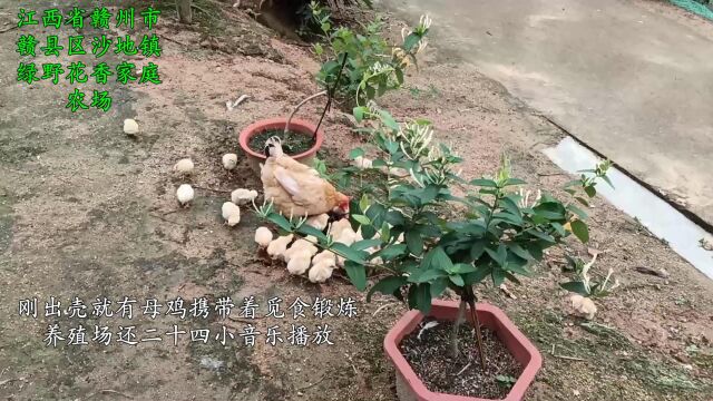 绿野花香家庭农场