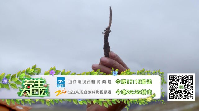 5.10《那曲头茬鲜草 “鲜”着吃的秘密》预告