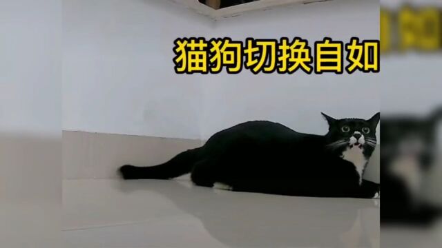 明显脑子不够用了