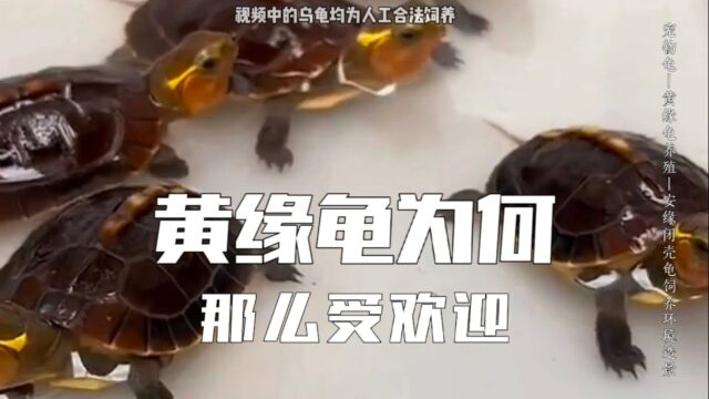 黄缘龟为什么那么受欢迎「兴饶名龟」