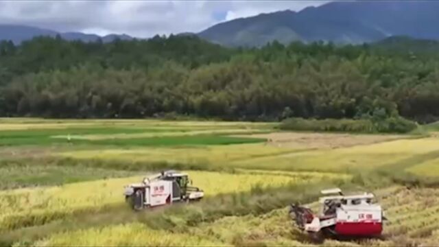 秋粮增产成定局,全年粮食再获丰收,农民收入保持稳定增长