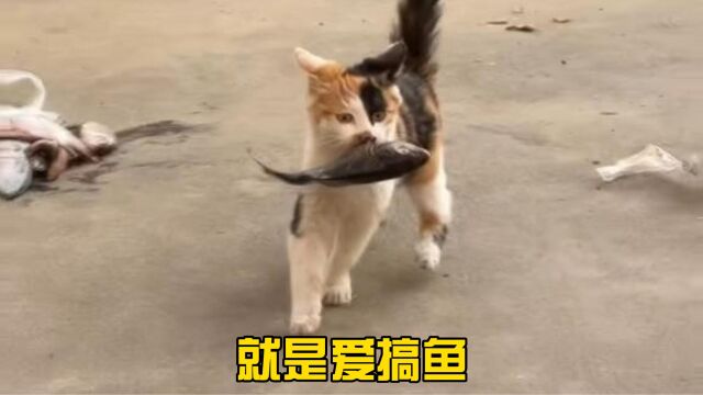 猫咪就是爱搞鱼