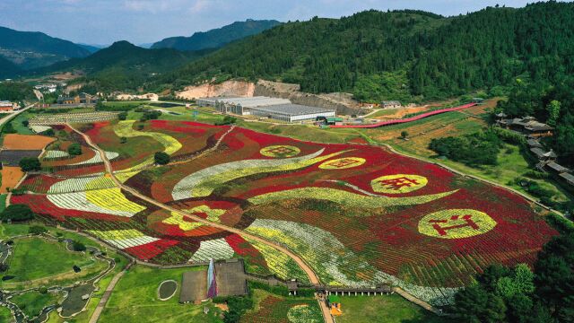 贵州麻江:以花为“媒”激活乡村旅游