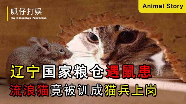 辽宁国家粮仓遇鼠患,流浪猫竟被训成猫兵上岗,猫和老鼠当场开战