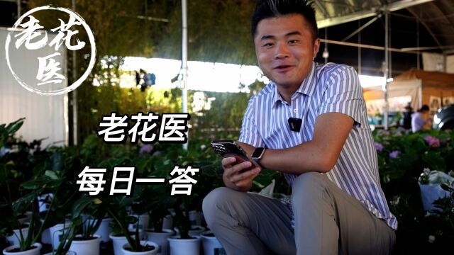 仙人球上竟然长毛?茶花黑尖黑叶什么原因?