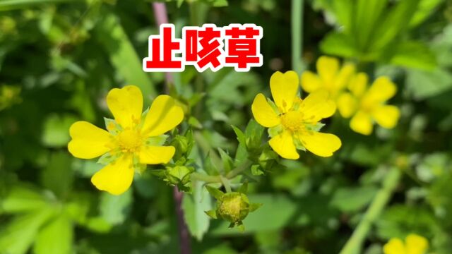 蛇含委陵菜也叫“五皮风”,遇到摘一些回家