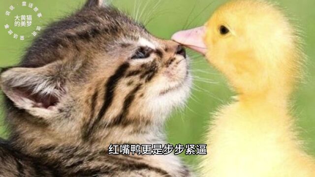 宝宝睡前故事大黄猫的美梦童话故事