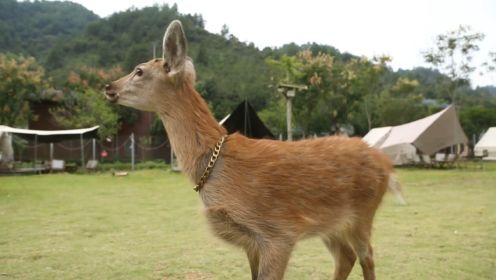 致富有“鹿”： 常山县鹿鸣谷养殖梅花鹿