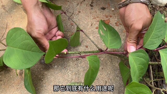 农村不起眼的“止痰化癌草”,用途广泛浑身都是宝,赶紧认识一下