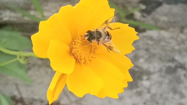 夏天百花盛开,蜜蜂是怎样采蜜的过程