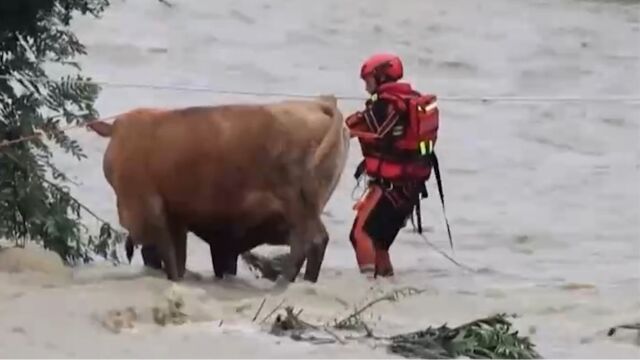 贵州三穗暴雨突袭河水上涨,消防员渡河救牛