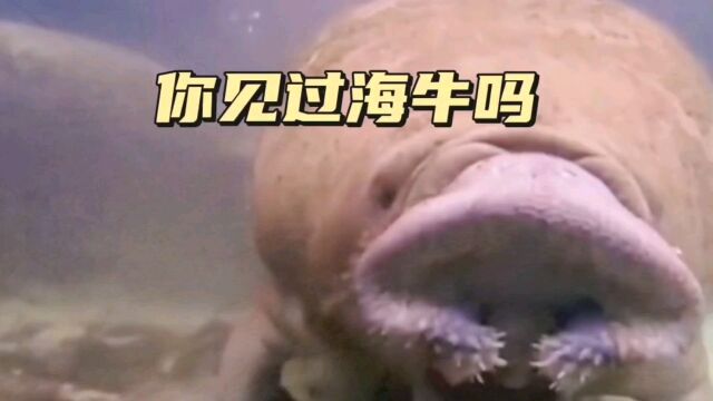 特别牛的海牛你见过吗