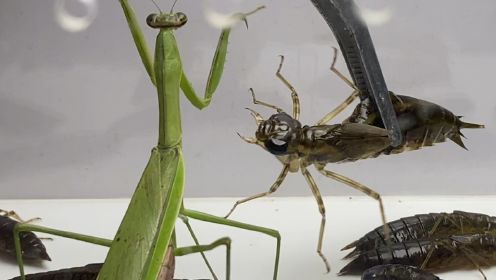 大刀螳螂大战蜻蜓幼虫，结果会如何呢？水虿的大牙有毒吗