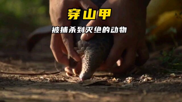 它逃过了6500万年前生物大灭绝,如今为何沦为濒危物种?