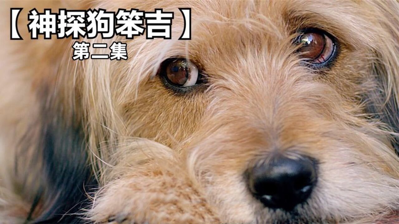 男孩收养了一条流浪狗,为报恩,狗狗付出生命营救小主人第二集