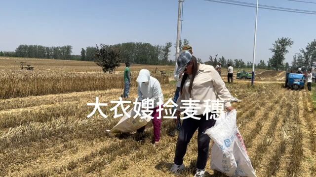 大衣嫂正在麦地里捡麦穗,做到颗粒归仓,大衣哥忙着接受采访