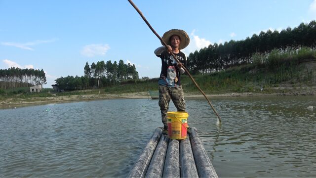 老板订购600块鲶鱼,阿琪划船到水库开抓,看看这次抓了多少