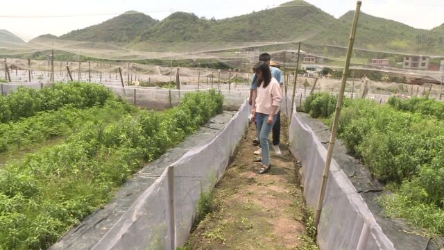 茅坪镇金兴村:“稻蛙共生”带动村民增收致富