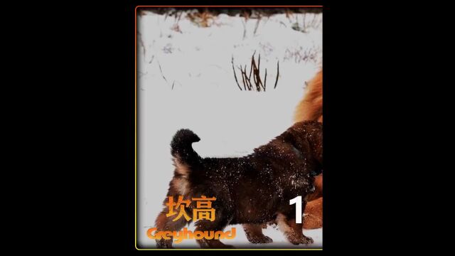 你知道世界上最大和最忠诚的十大护卫犬都有谁吗?#狗狗.