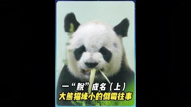 (上)大熊猫缘小一“脱”成名,围观吃瓜摔断腿,脱毛裤的糗事被曝国外#大熊猫 #动物的迷惑行为