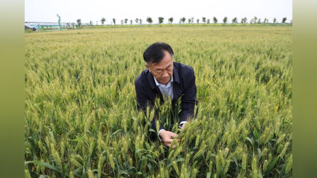 出彩山东人|刘兆辉:“藏粮于地” 为粮食生产插上增产提效的“翅膀”