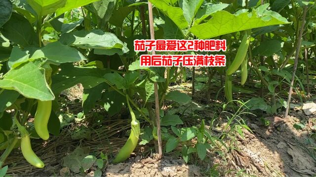 茄子最爱这2种肥料,用后茄子压满枝条,可惜很多人不知道