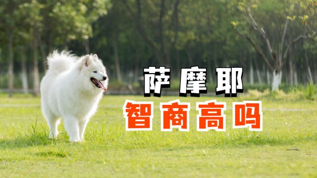 萨摩耶犬聪明吗 智商排名第几?