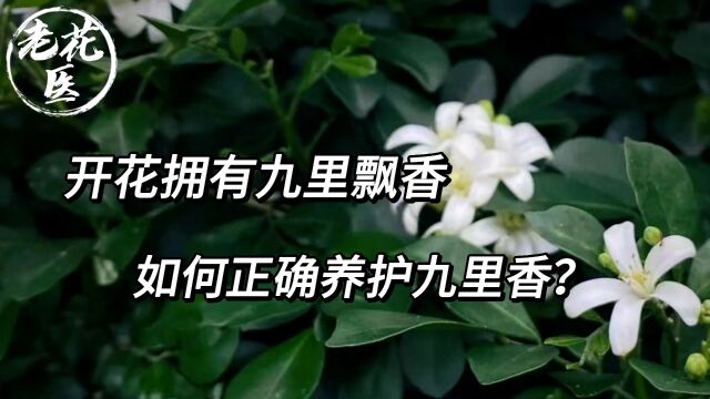 开花拥有九里飘香,如何正确养护九里香?