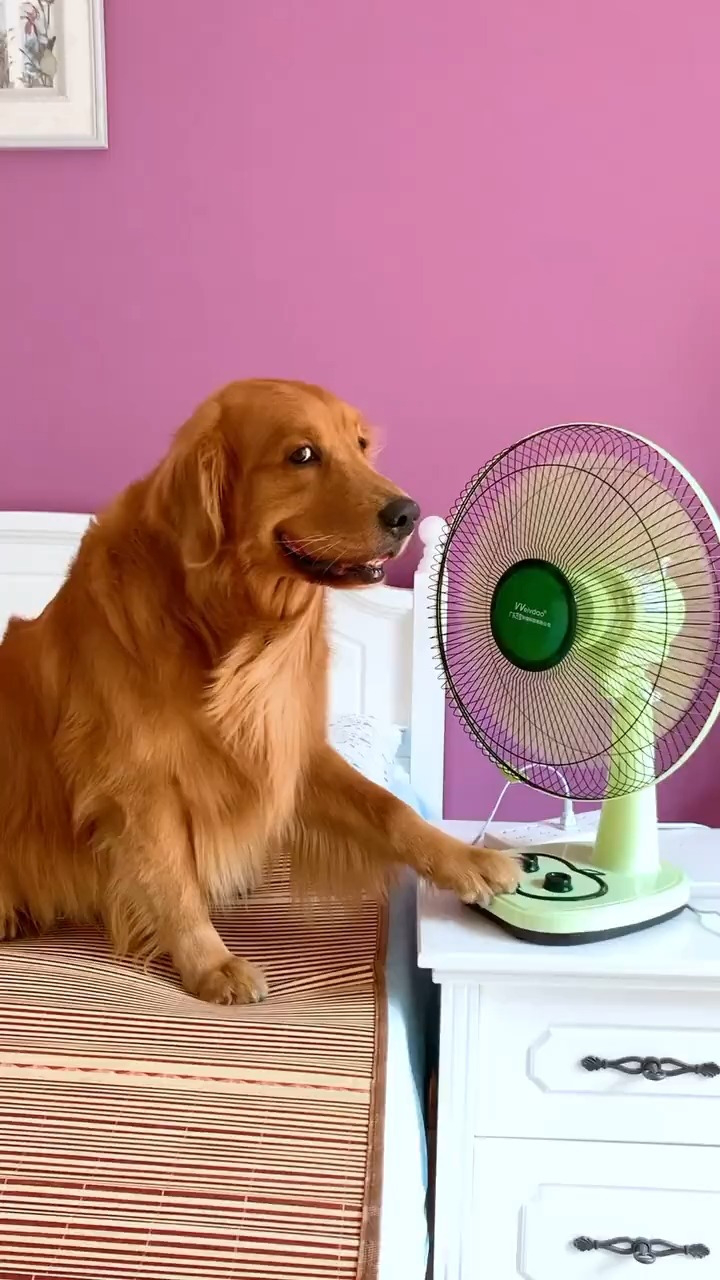 偷拍轮胎在家干啥宠物金毛