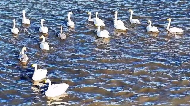 看ⷩ”ᦞ—郭勒丨眠沙卧水自成群 曲岸残阳极浦云