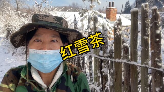 冬天的大山里,还能找到宝贝红雪茶,你了解它的药用价值吗