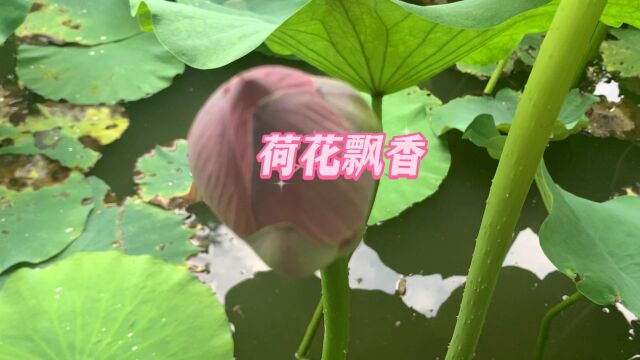 夏日荷塘香飘万里.