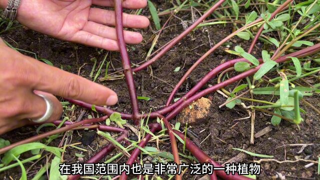 农村老中医常说的“化癌草”,用途很多网友都感兴趣,赶紧认识下