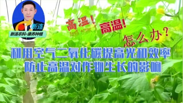 不花钱农资17:充分利用空气二氧化碳,防止高温对农作物的危害#三农